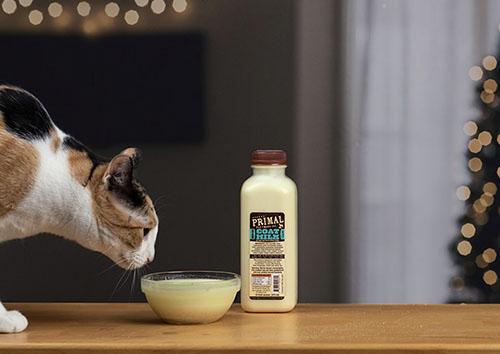 cat drinking primal raw goat milk cat drinking primal raw goat milk